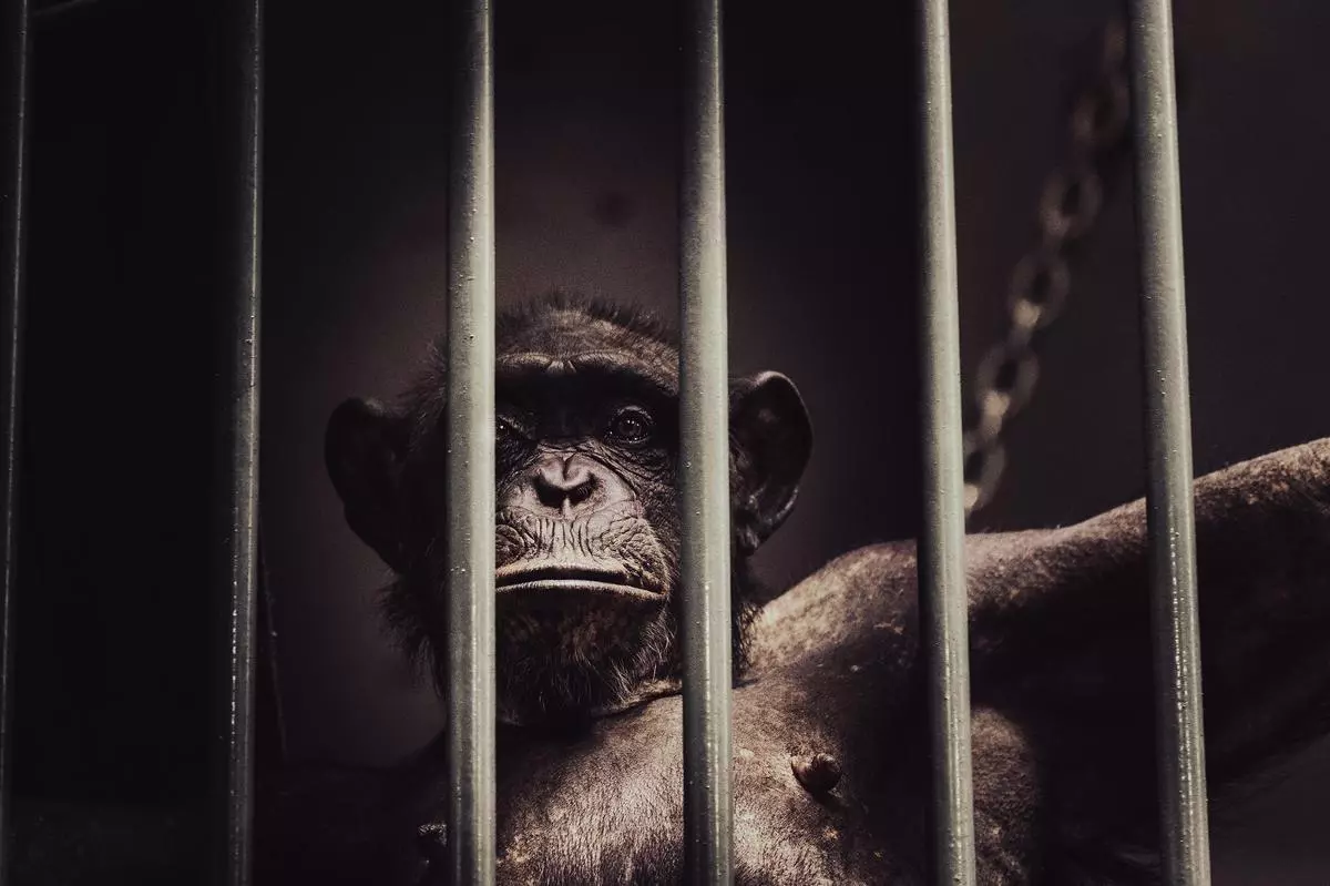 Man vs animal: Ethical quagmire of primate-based testing
