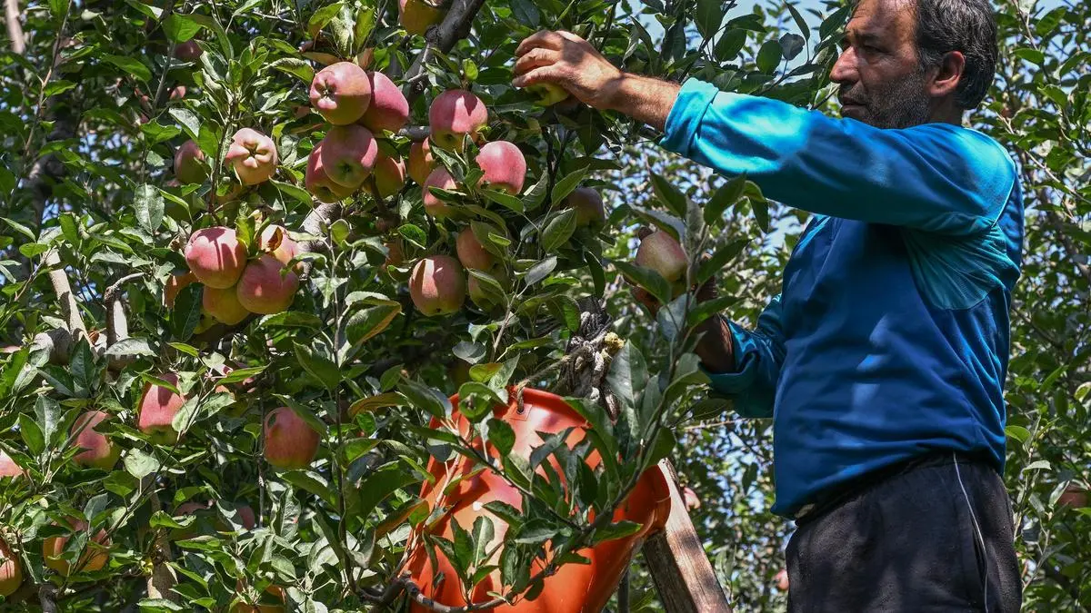 Iran conflict shrinks apple imports, domestic prices surge