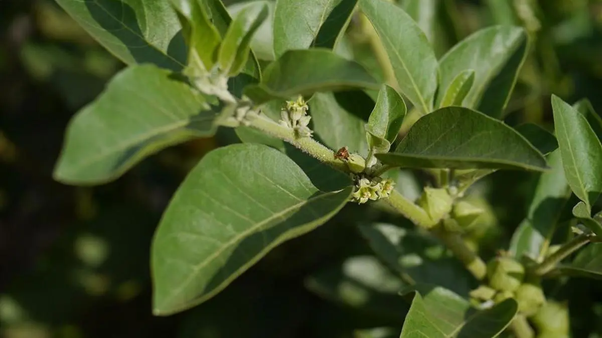 FSSAI permits only Ashwagandha roots and their extracts in nutraceuticals, not leaves