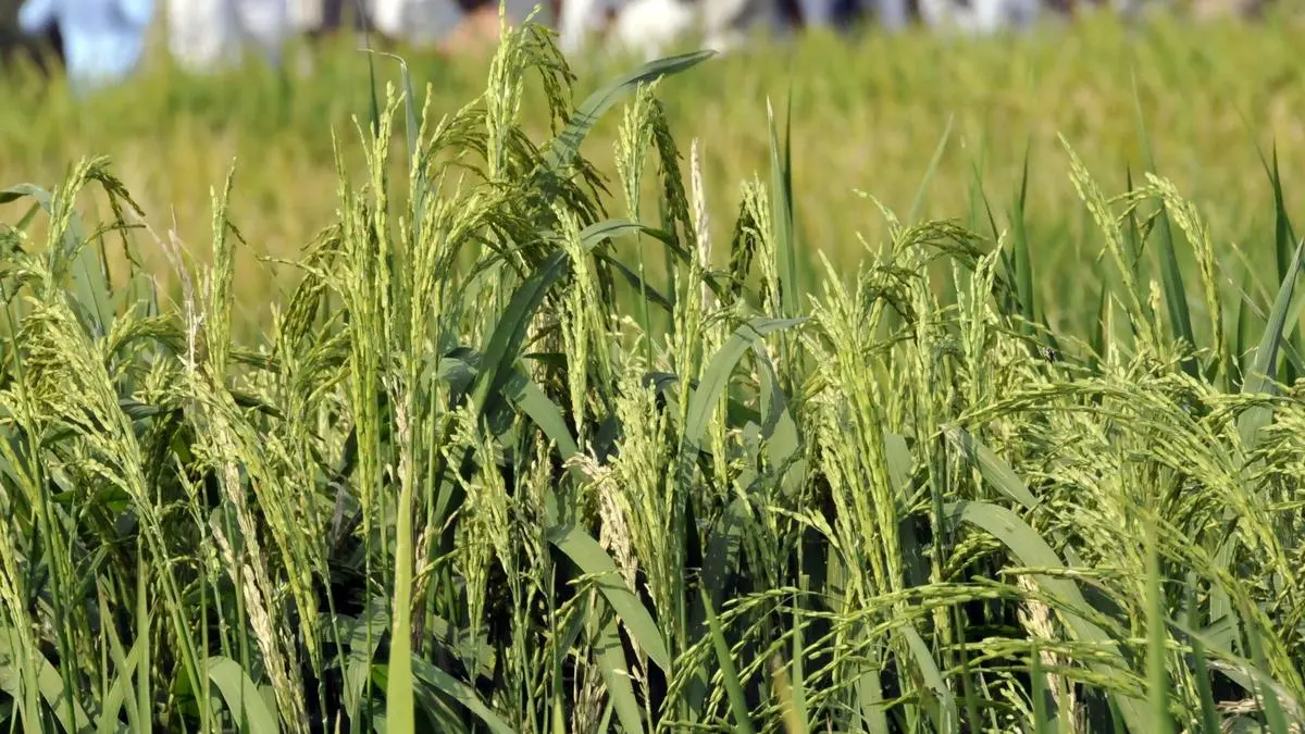Punjab seeks denotification of hybrid rice varieties, but Indian govt ...