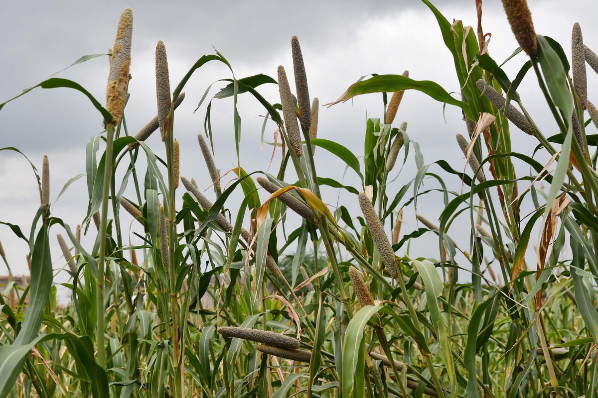 Millets, a naturally organic crop