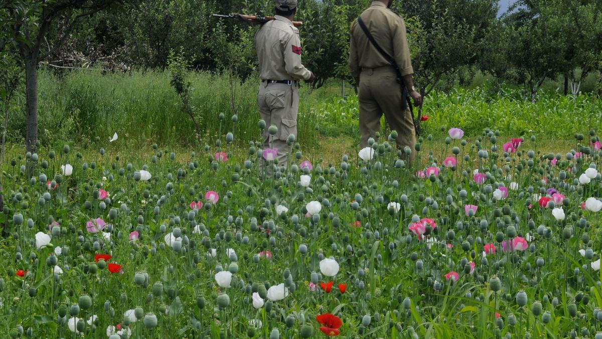 Security forces destroy illegal poppy plantations in Manipur; reports cite 20 acres in one operation and 470+ acres statewide