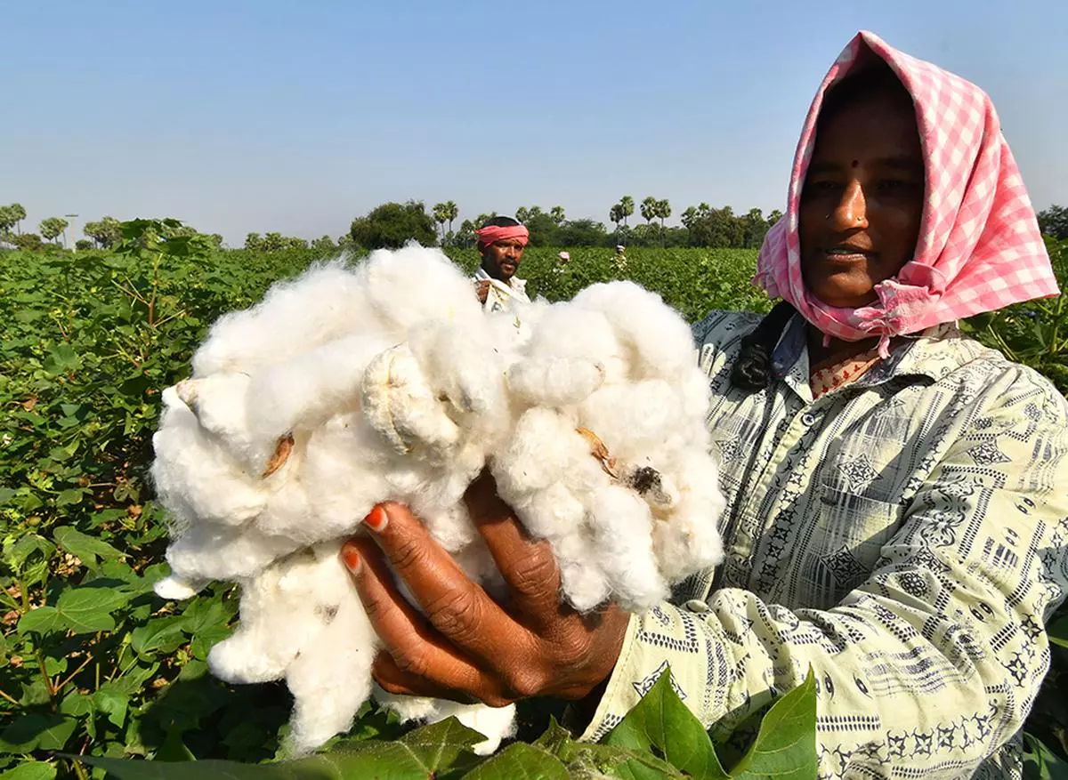 Cotton: Crying out for change - The Hindu BusinessLine
