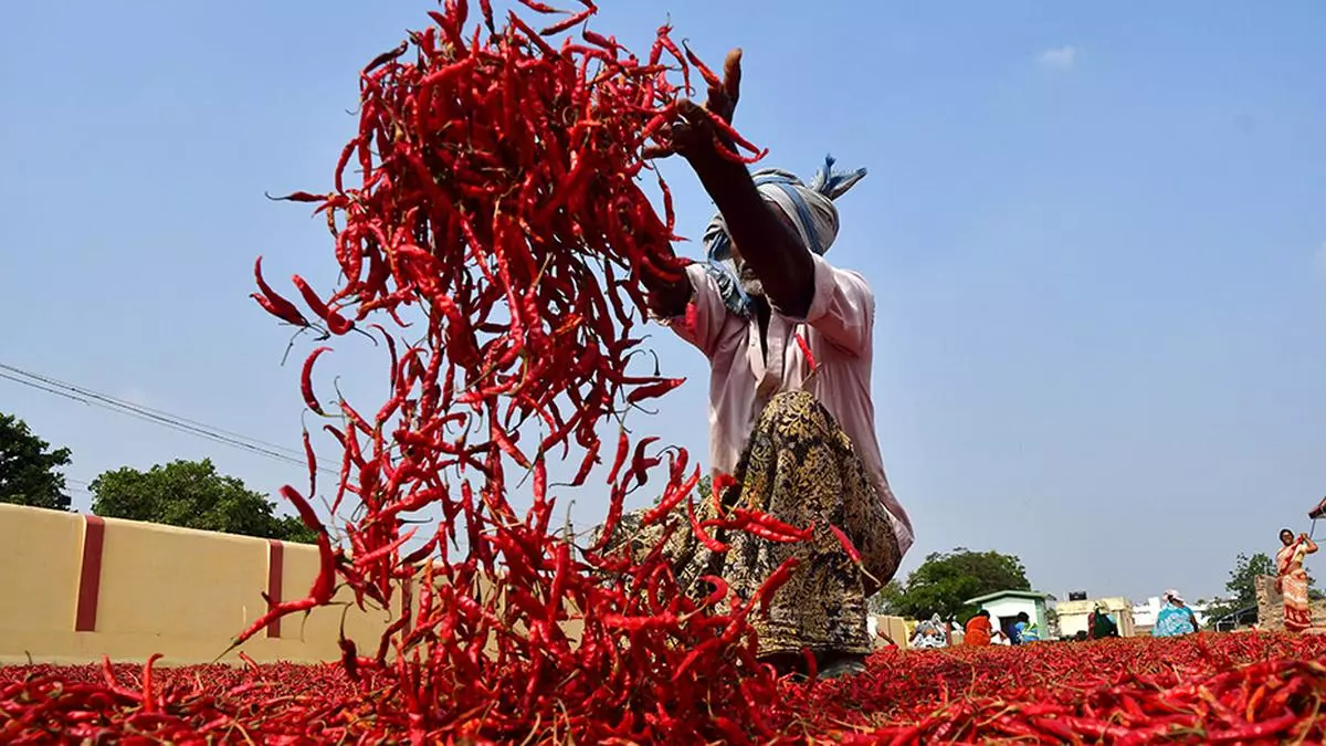 Chilli prices turn hot again on Chinese, Bangla demand