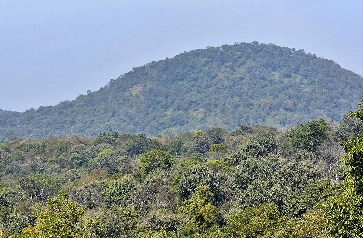 KARNATAKA MYSURU 23/12/2021:

Lantana, a dangerous weed, has taken over nearly half of India’s forests