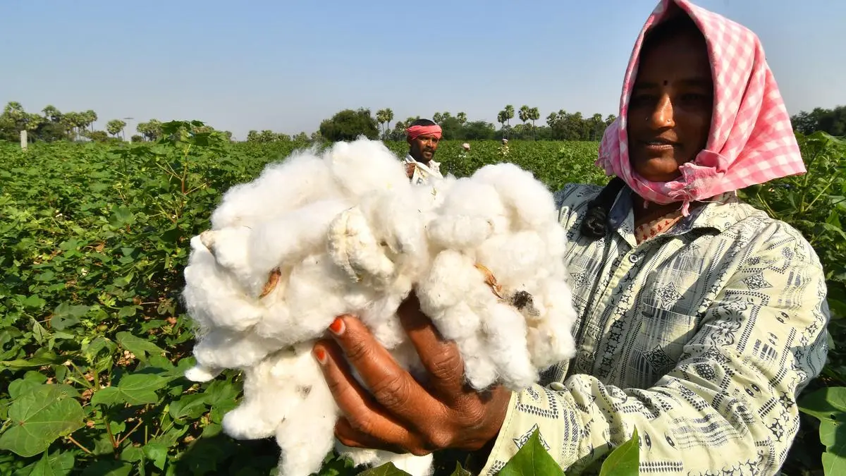 Cotton output likely to be higher despite drop in area, excess rain
