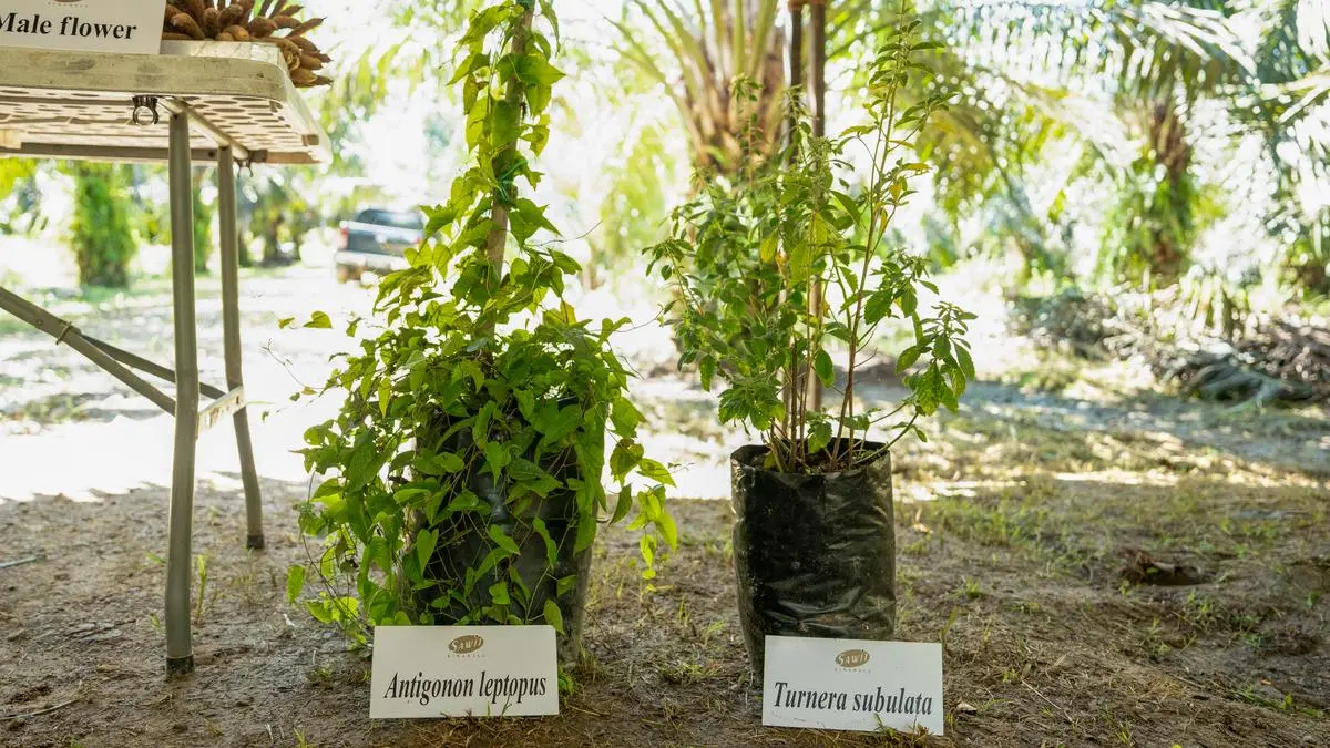 Small farms, big impact: How Malaysian growers are greening palm oil