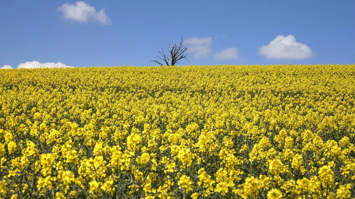 Rapeseed meal, soyameal boost oilmeals export during April-Dec - The ...