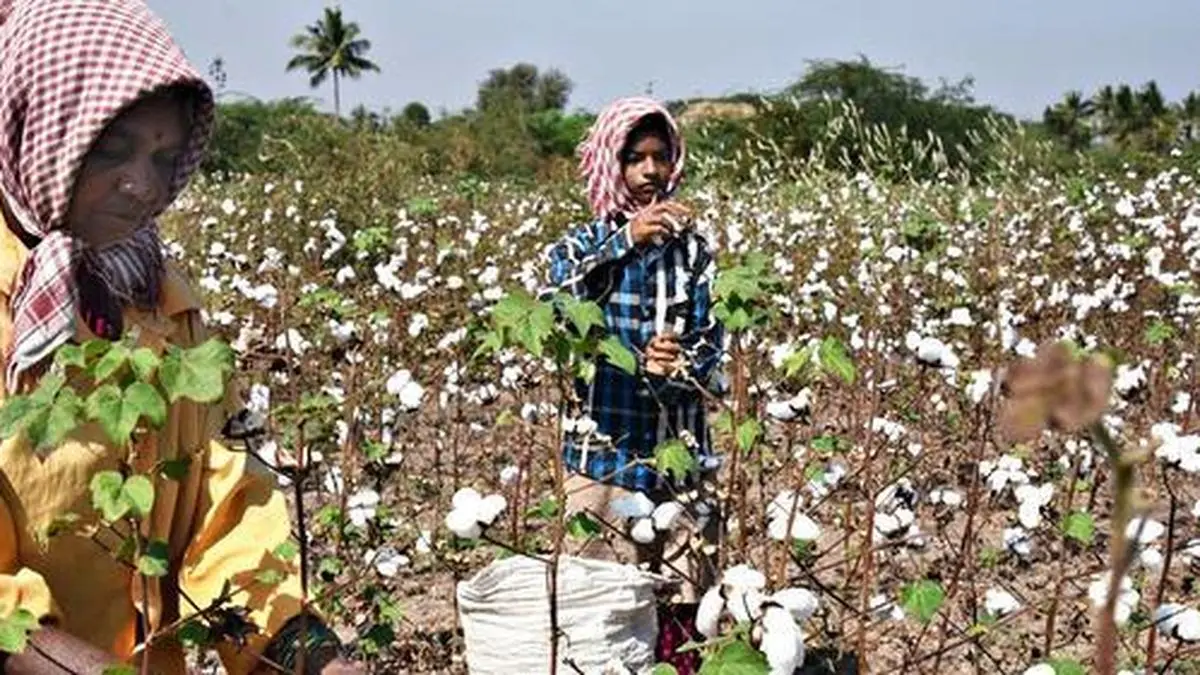 Cotton prices rise above MSP levels on strong demand