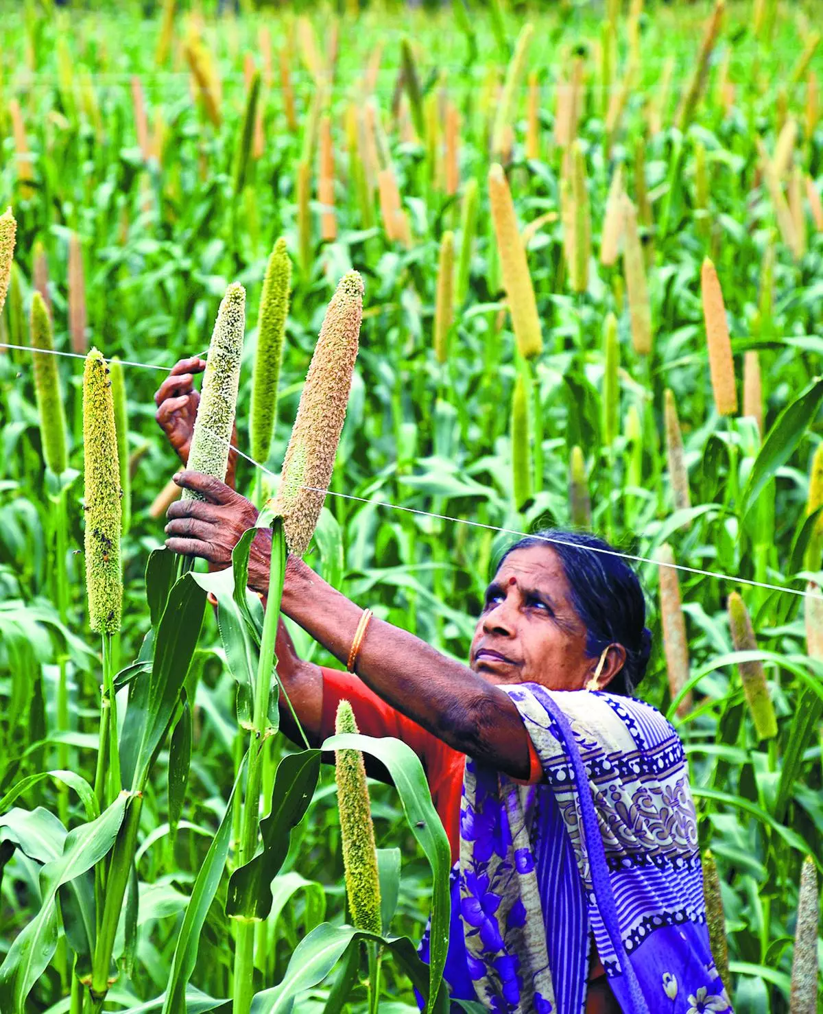 Millet production has remained stagnant over the last decade