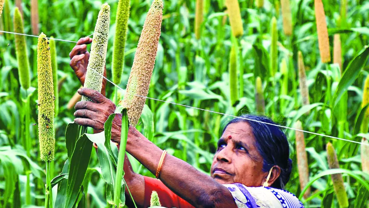 Why start-ups aren’t excited about millets - The Hindu BusinessLine