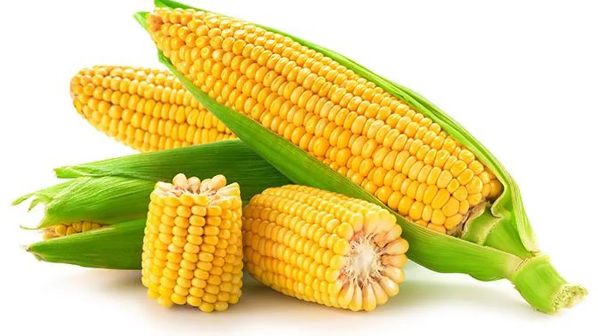 Corn prices poised to fall on Iran-US ceasefire pact