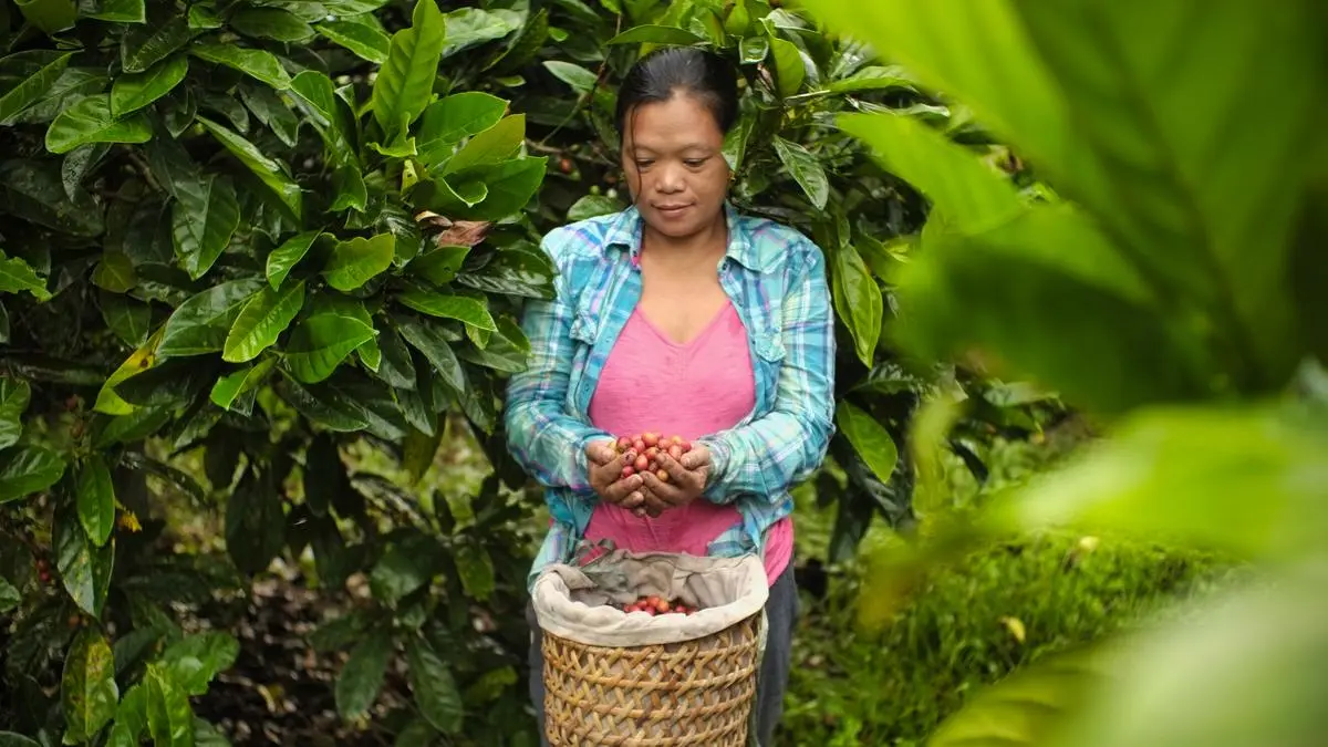 JICA extends $75 million loan to ECOM to support small coffee growers in Asia, including India