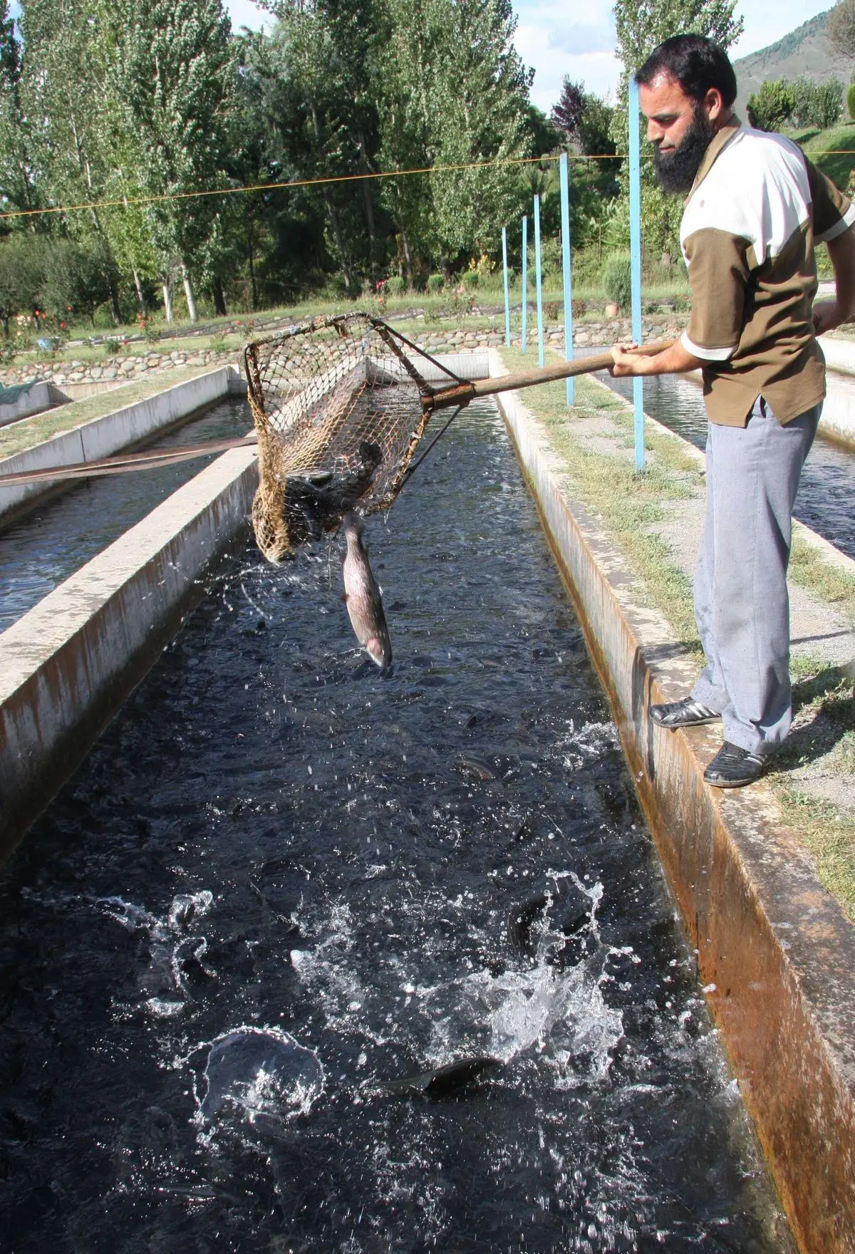 thehindubusinessline.com - Investment, policy support drive trout farming boom in J&K