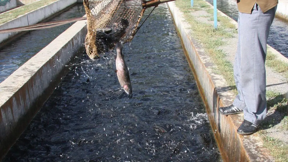 Investment, policy support drive trout farming boom in J&K