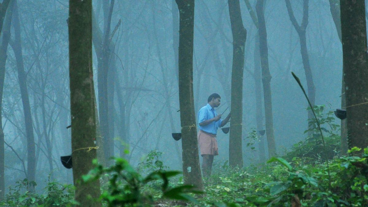 North East monsoon hits natural rubber production; prices ruling steady