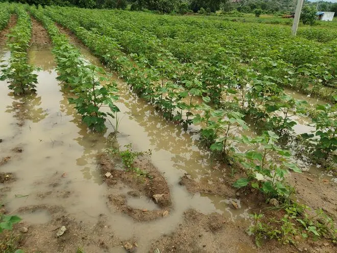 Rain water is being stagnated between lines of a cotton field in a village in Yadgir district owing to copious rains.