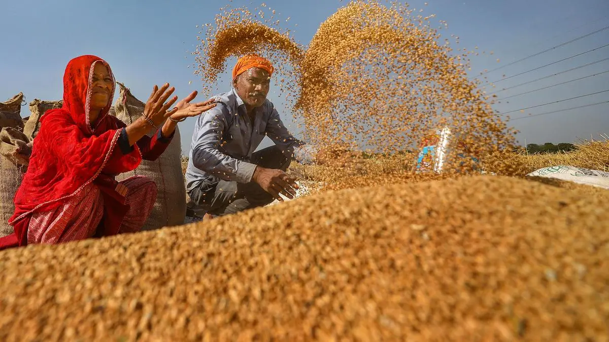 India’s wheat sowing up 19% as overall rabi crops acreage gains 12%