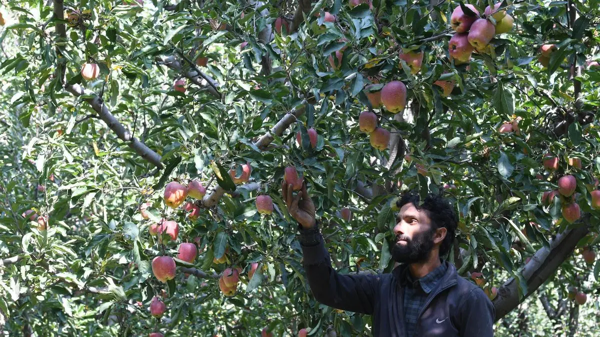 Climate change drives weather swings, worries Kashmir apple farmers