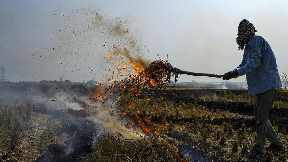 El uso de 7,3 millones de toneladas de paja podría producir energía renovable por valor de 270 cr al año: IBA