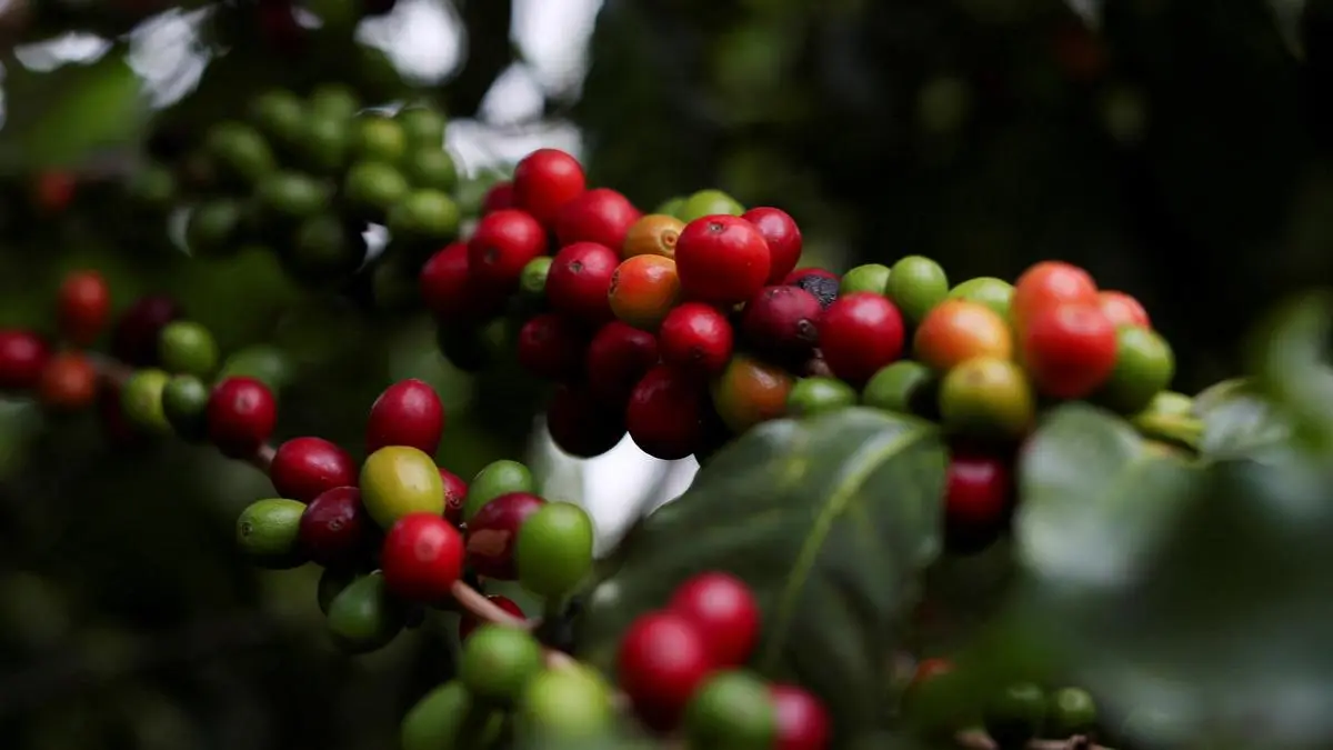 India’s coffee carry forward stocks for 2025-26 likely to be higher