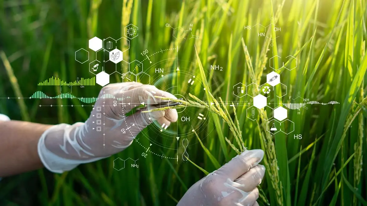IIRR’s Speed Breeding facility to accelerate launch of new seed varieties