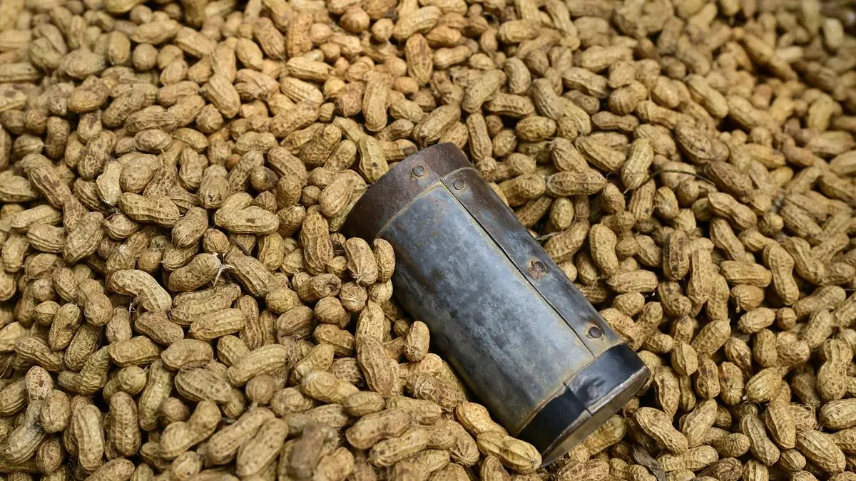 Icrisat’s groundnut breeding programme boosts yields by 1.6% annually