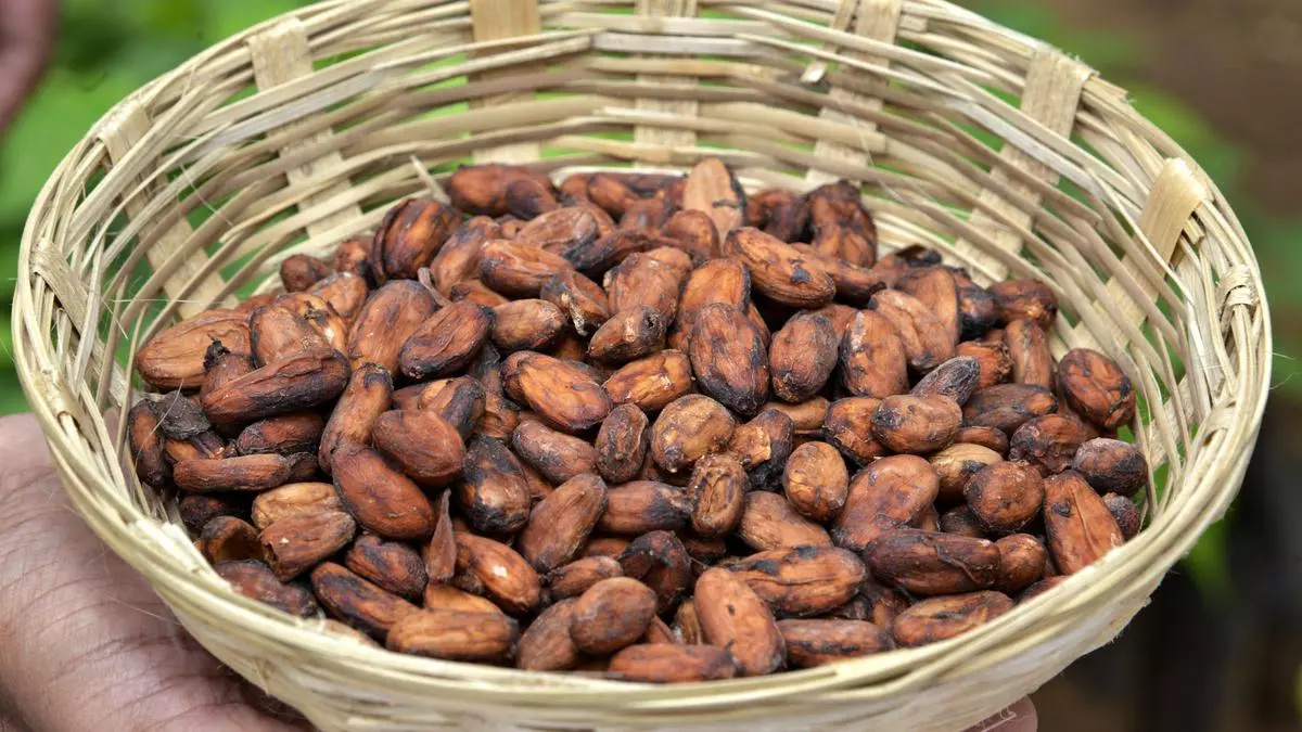 Indian cocoa market steady amidst volatile international price movements