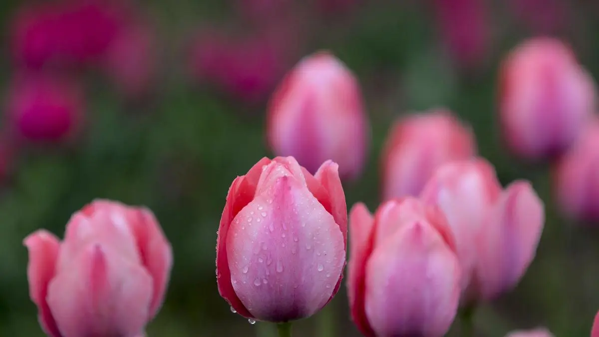 India eyes tulip self-reliance as Kashmir project gathers pace