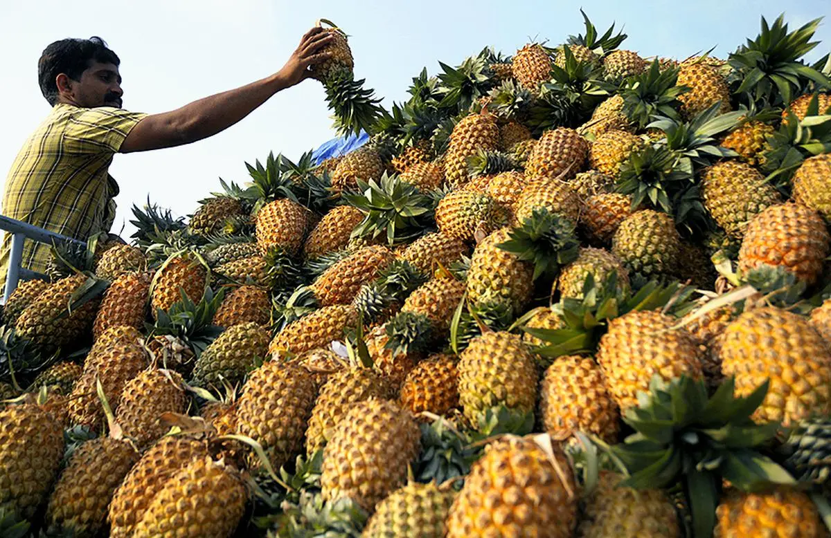 Mizoram exports pineapples to Dubai The Hindu BusinessLine