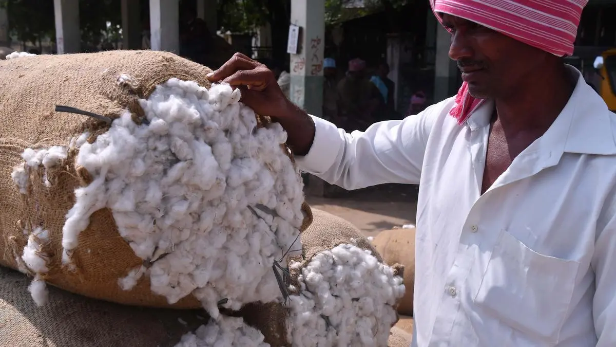 MCX to raise cotton futures margin The Hindu BusinessLine