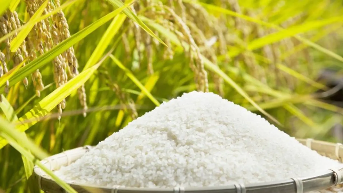 Scientists rely on traditional rice to develop new flood-resistant ...