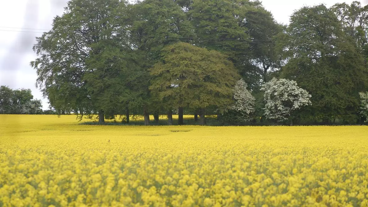GM mustard DMH 11’s field trial likely to be delayed as sowing window closes