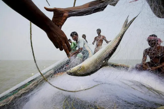 A hilsa fish is seen as fishermen pull the net on a boat near Ghoramara Island A hilsa fish is seen as fishermen pull the net on a boat near Ghoramara Island