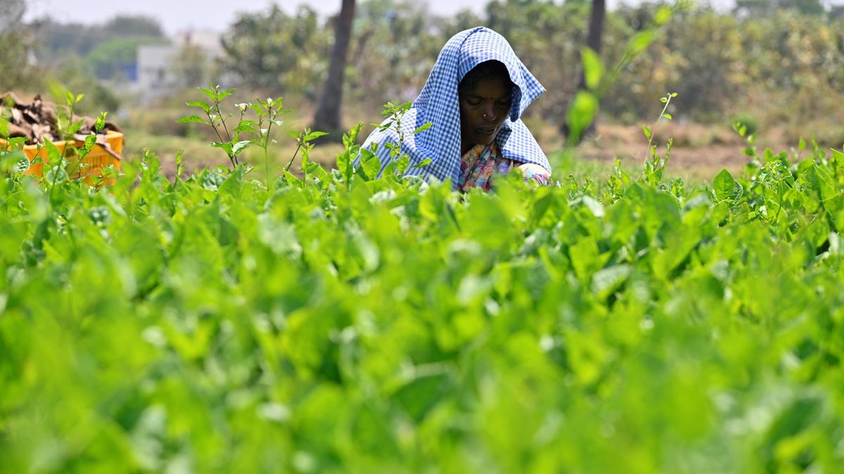 Intensifying extreme heat events raise risks to agri-food systems, says ...