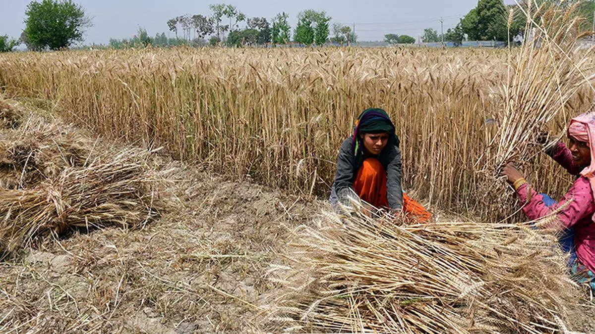 Don’t distort wheat market price - The Hindu BusinessLine