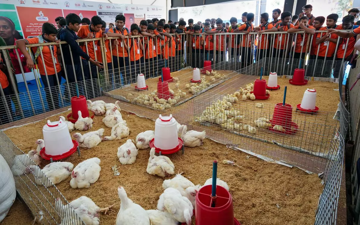The rising cost of animal feed is impacting the poultry sector 