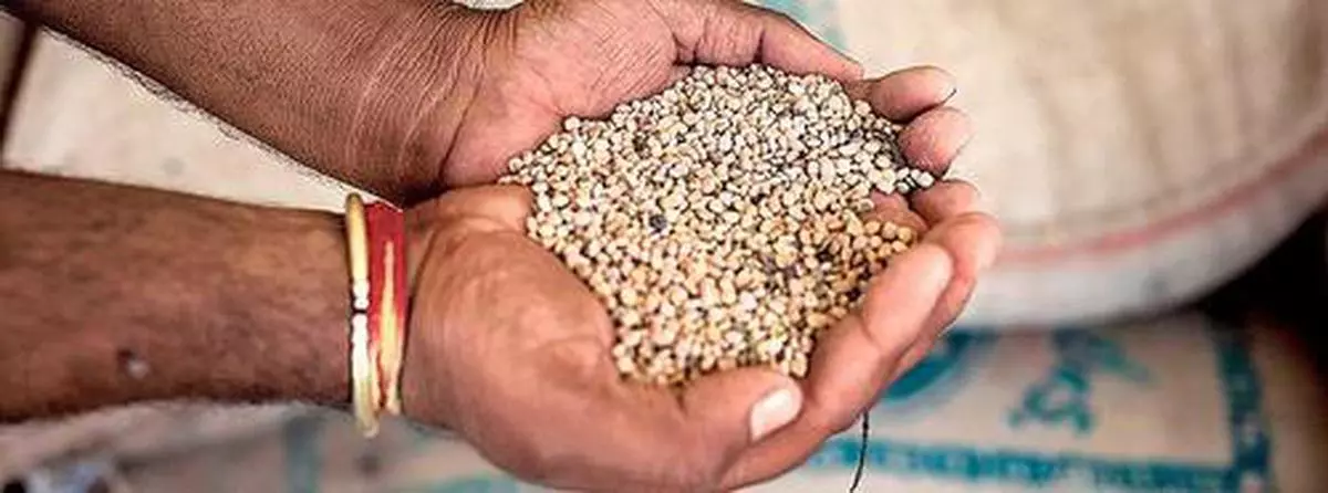 Guar seed is displayed for a photograph in a processing plant on the outskirts of Mathania, in the district of Jodhpur in Rajasthan.