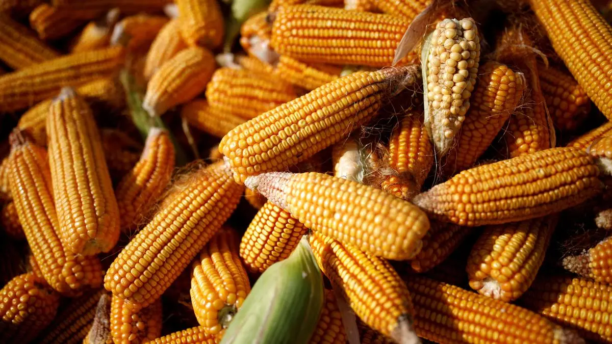 India’s corn exports may gain due to Iran war, other factors