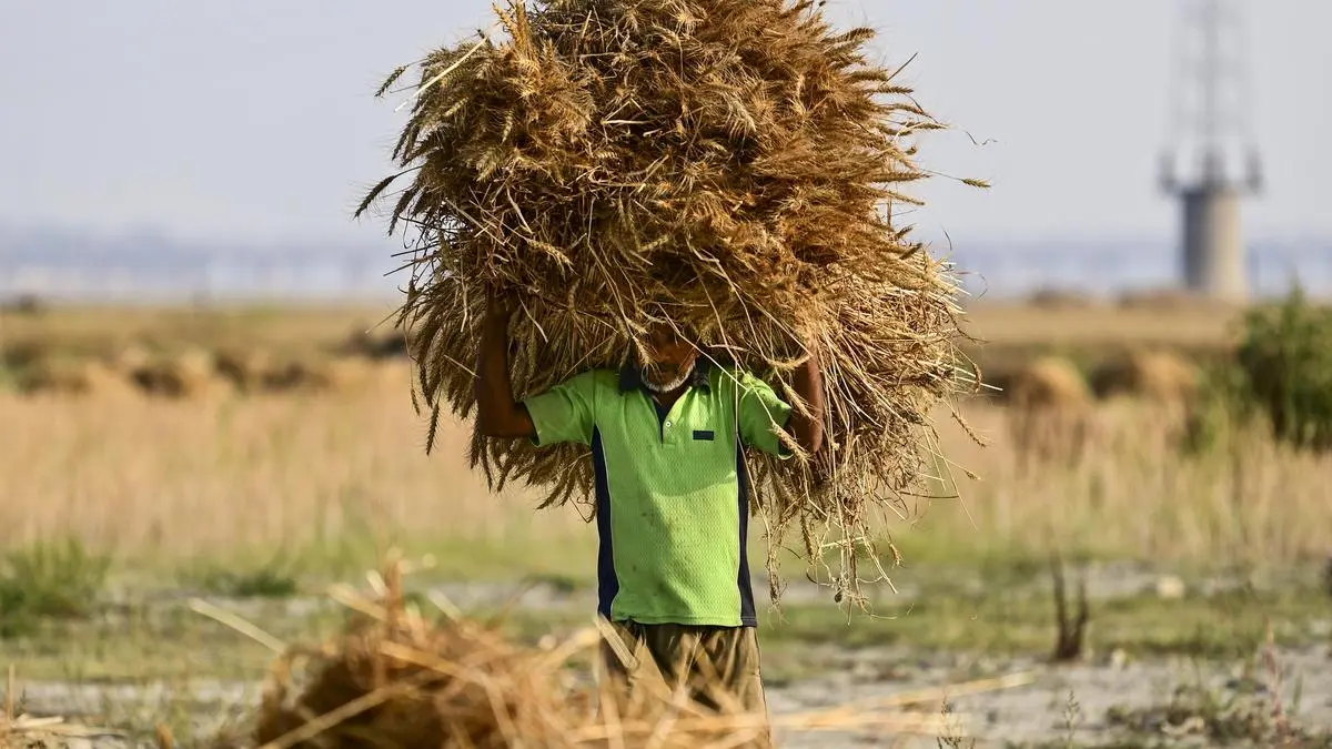 Unseasonal rain, hailstorms, may drag Indian wheat output by over 5%