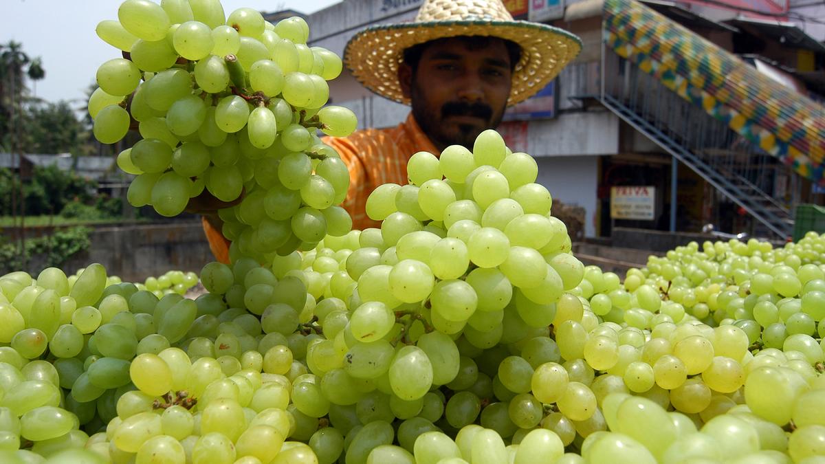 China, Southeast Asia to redefine global table grape trade