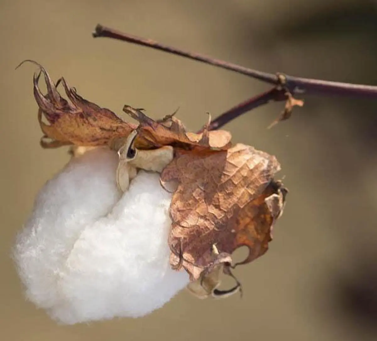 thehindubusinessline.com - Govt in 'advanced stage of consultation' on industry's demand for cotton import duty removal: Official