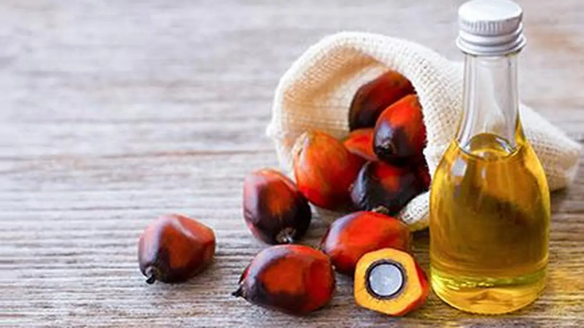 Oil palm price breaches ₹23,000-mark in Telangana