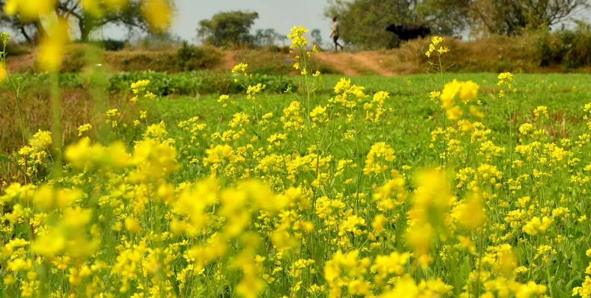 Mistry said Indian mustard seed production in 2022-23 should again achieve new records. 