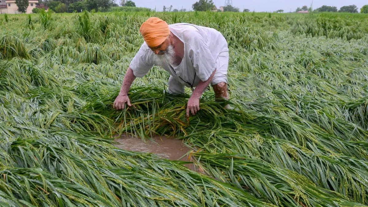Smallholder Farmers Face Challenges in Accessing Affordable Crop Nutrients and Diesel Fuel