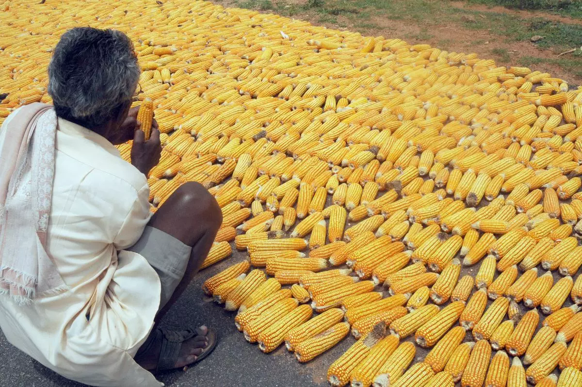 Prices of maize are hovering around ₹2,250 levels on fears of bad weather influencing the market