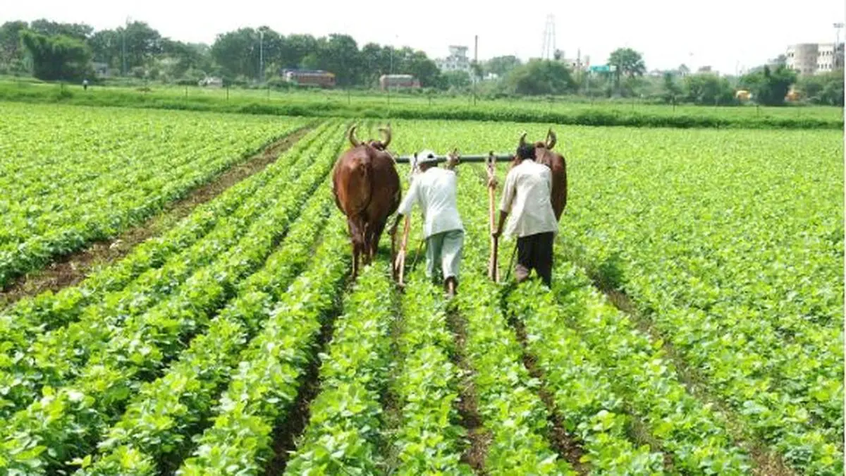 Soyabean acreage in India expected to fall short of last year s levels