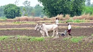 RAO GN