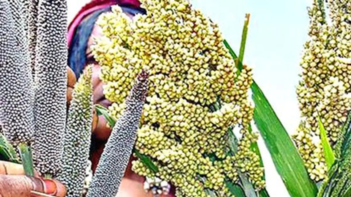 Tamil Nadu to implement fiveyear millet mission The Hindu BusinessLine