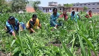 t said that 6,755 CSVs covering major crop value chains are currently part of the programme t said that 6,755 CSVs covering major crop value chains are currently part of the programme